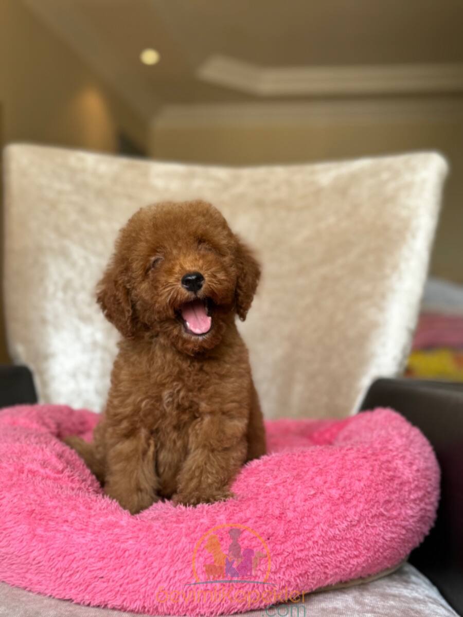 satılık Poodle Toy ikinci fotoğrafı