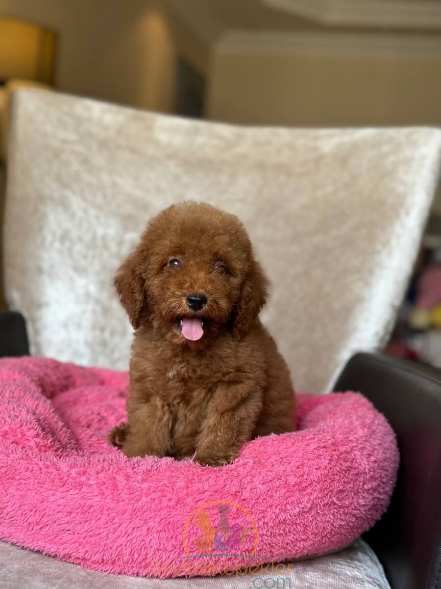 satılık Poodle Toy ikinci fotoğrafı