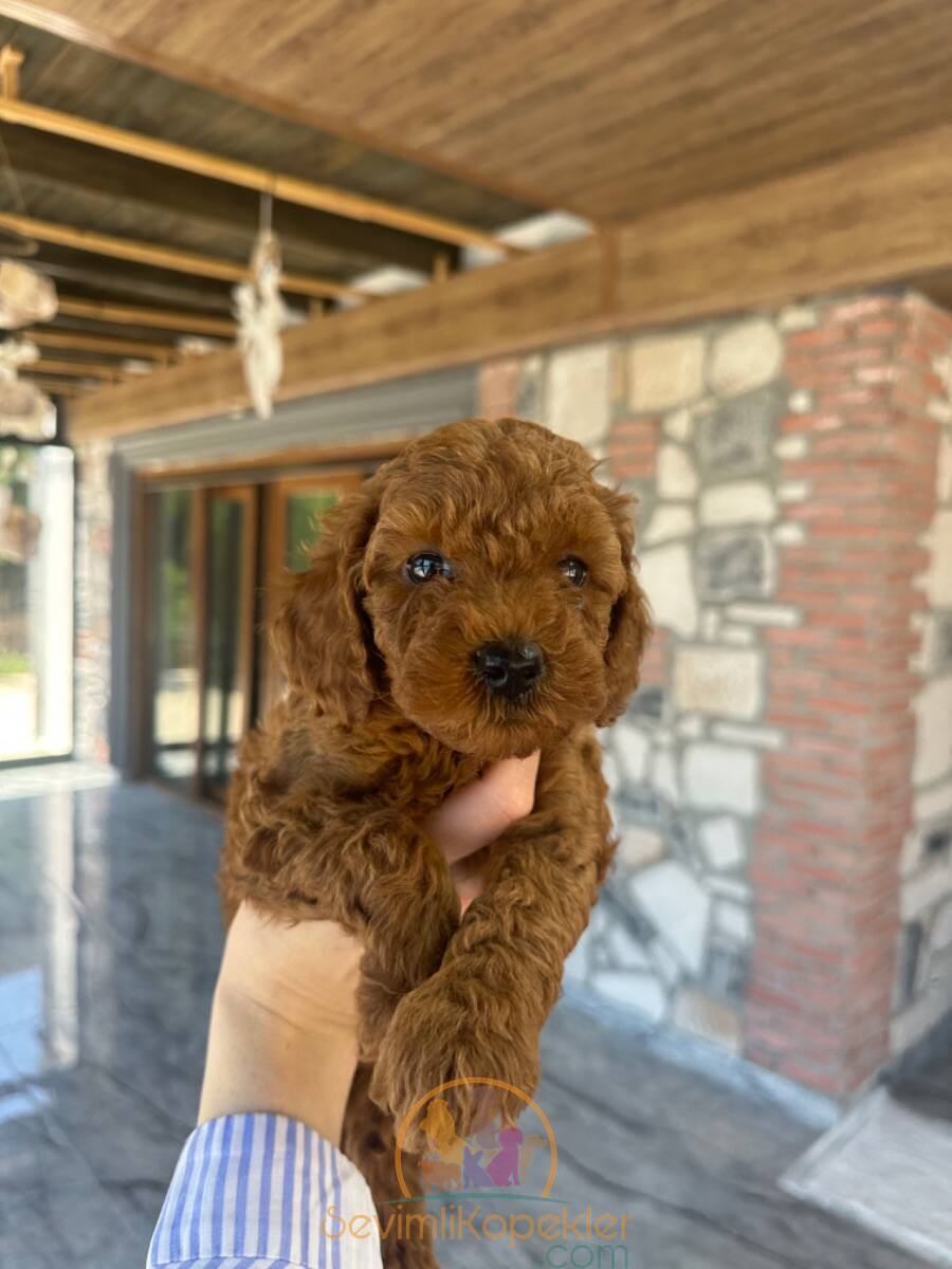 satılık Poodle Toy fiyatı