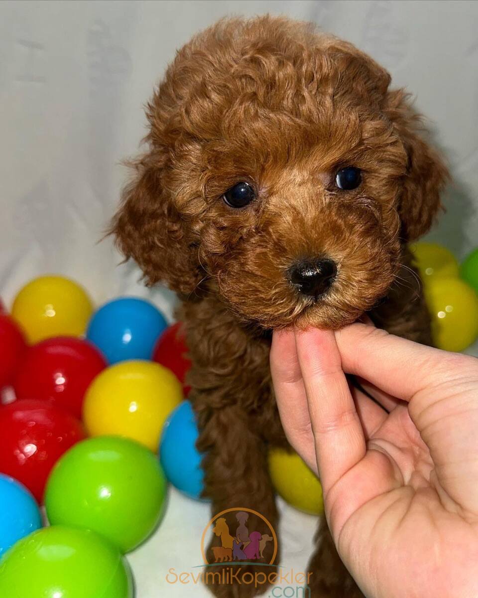 satılık Poodle Toy üçüncü fotoğrafı