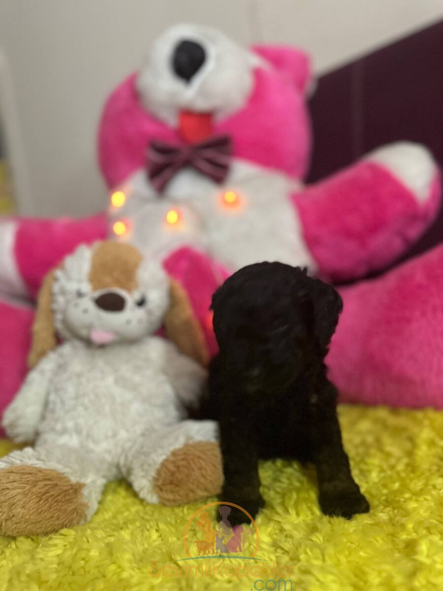 satılık Poodle Toy ikinci fotoğrafı