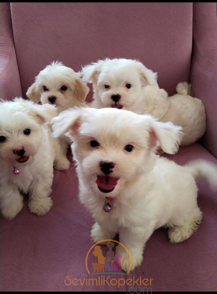 satılık Terrier Maltese ikinci fotoğrafı