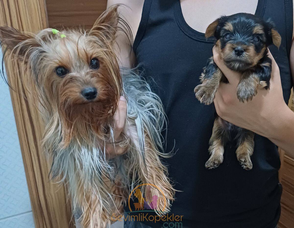 satılık Yorkshire Terrier ikinci fotoğrafı