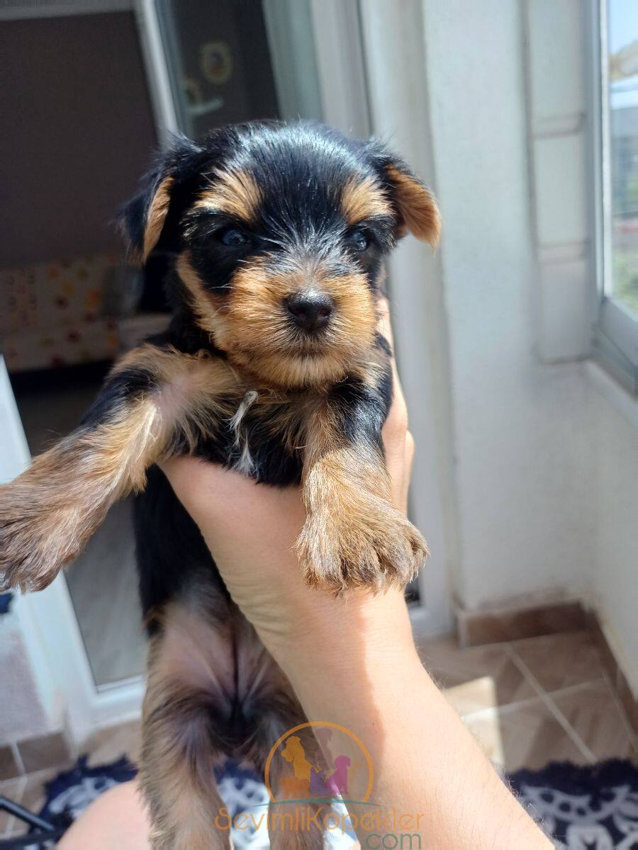 satılık Yorkshire Terrier üçüncü fotoğrafı