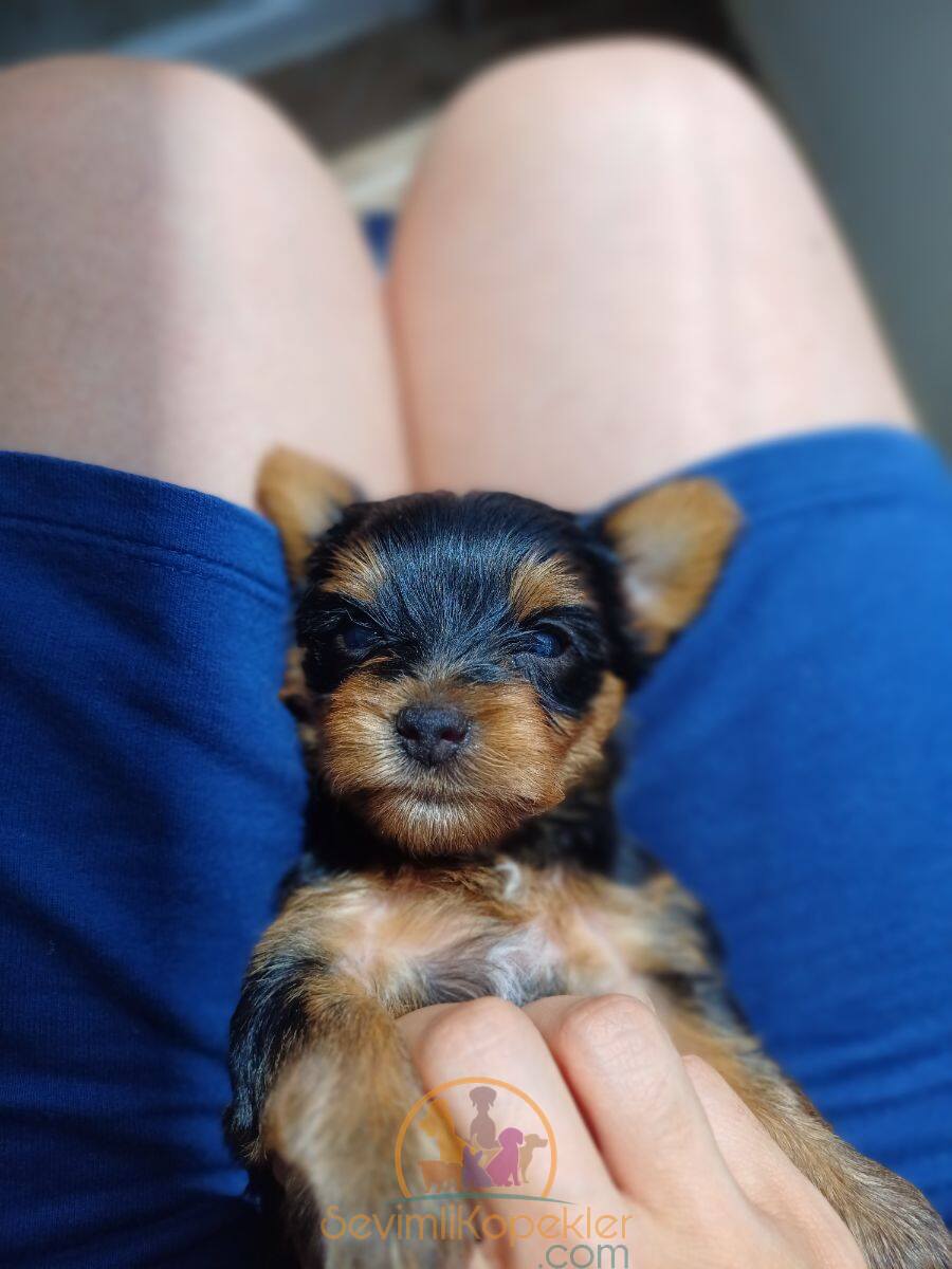 satılık Yorkshire Terrier dördüncü fotoğrafı