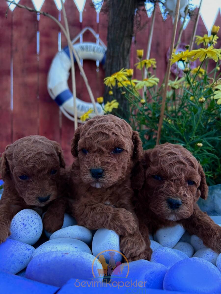 satılık Poodle Toy üçüncü fotoğrafı