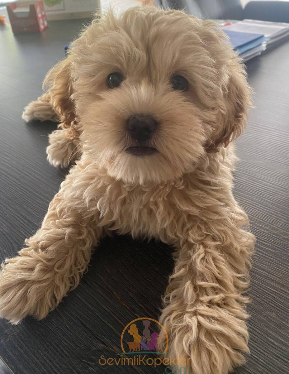 satılık Maltipoo fiyatı