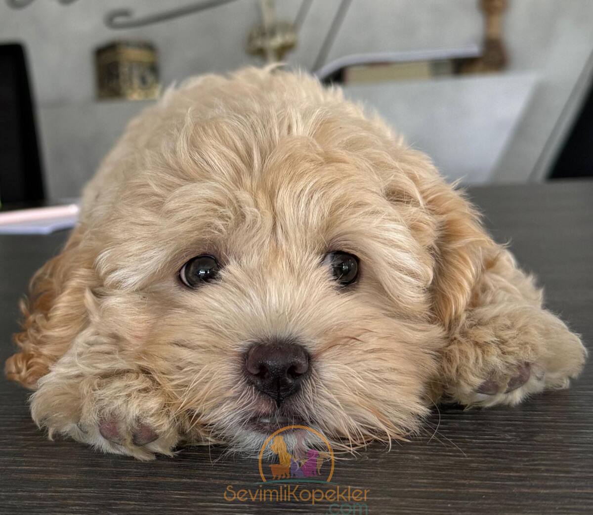 satılık Maltipoo ikinci fotoğrafı