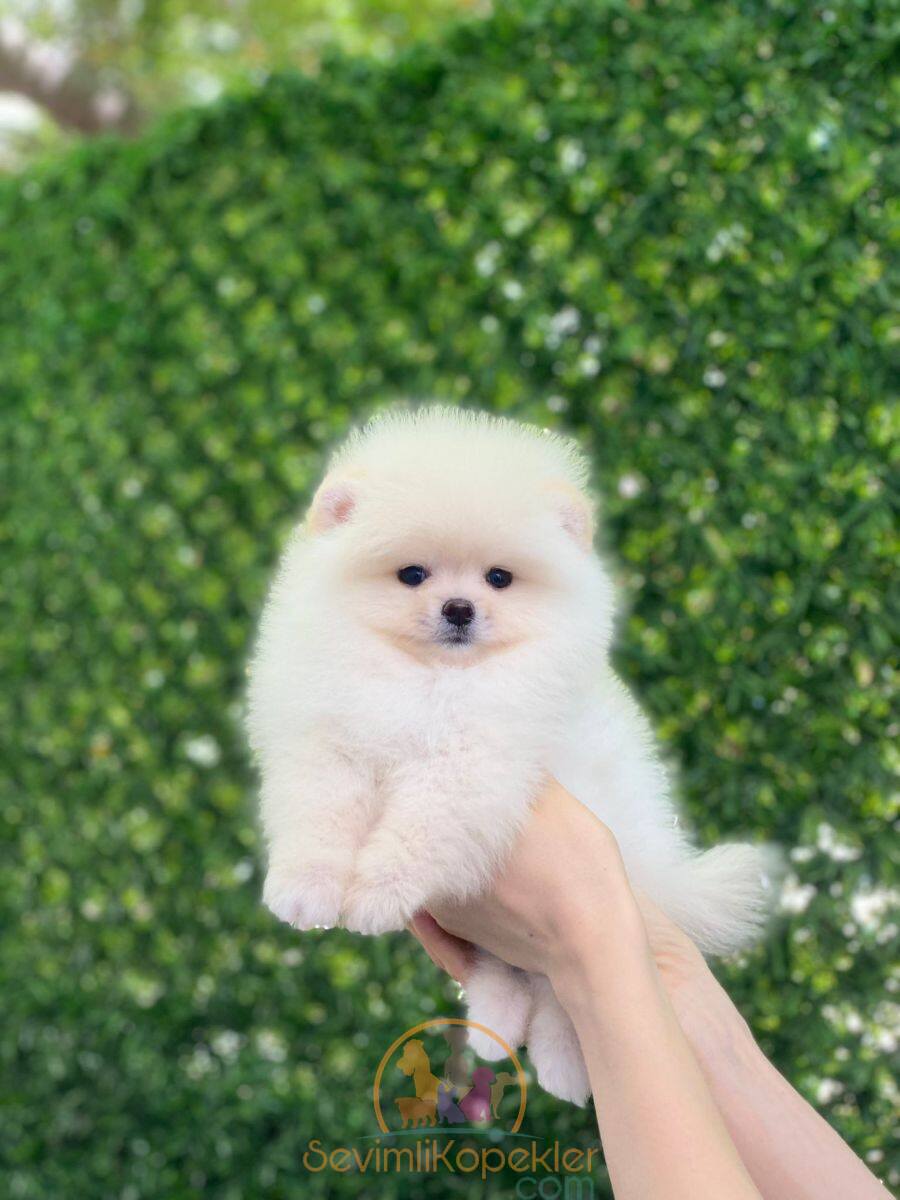 satılık Pomeranian ikinci fotoğrafı