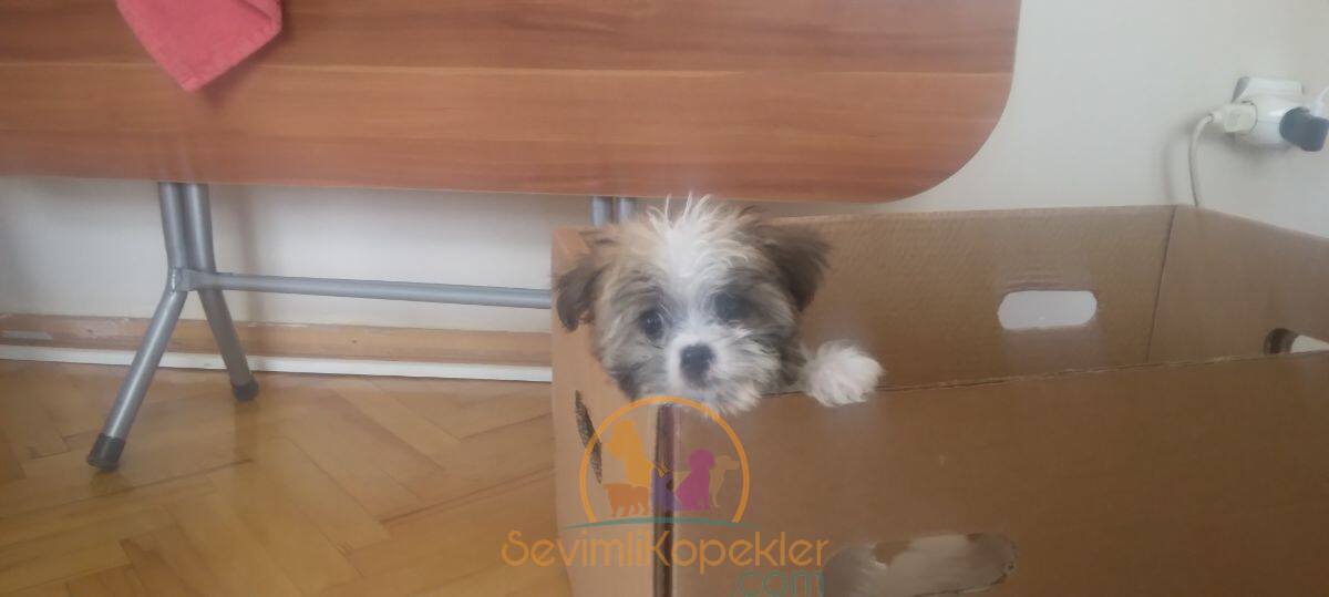 satılık Morkie dördüncü fotoğrafı