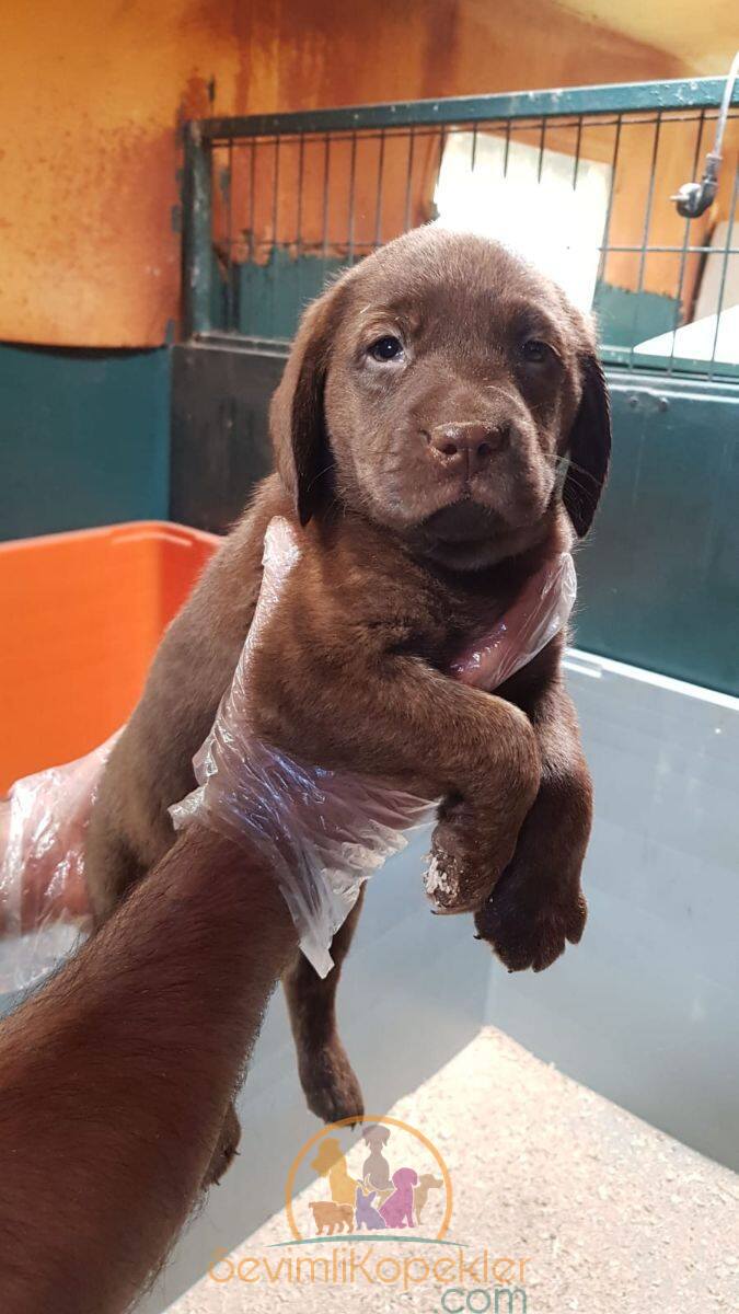 satılık Labrador üçüncü fotoğrafı