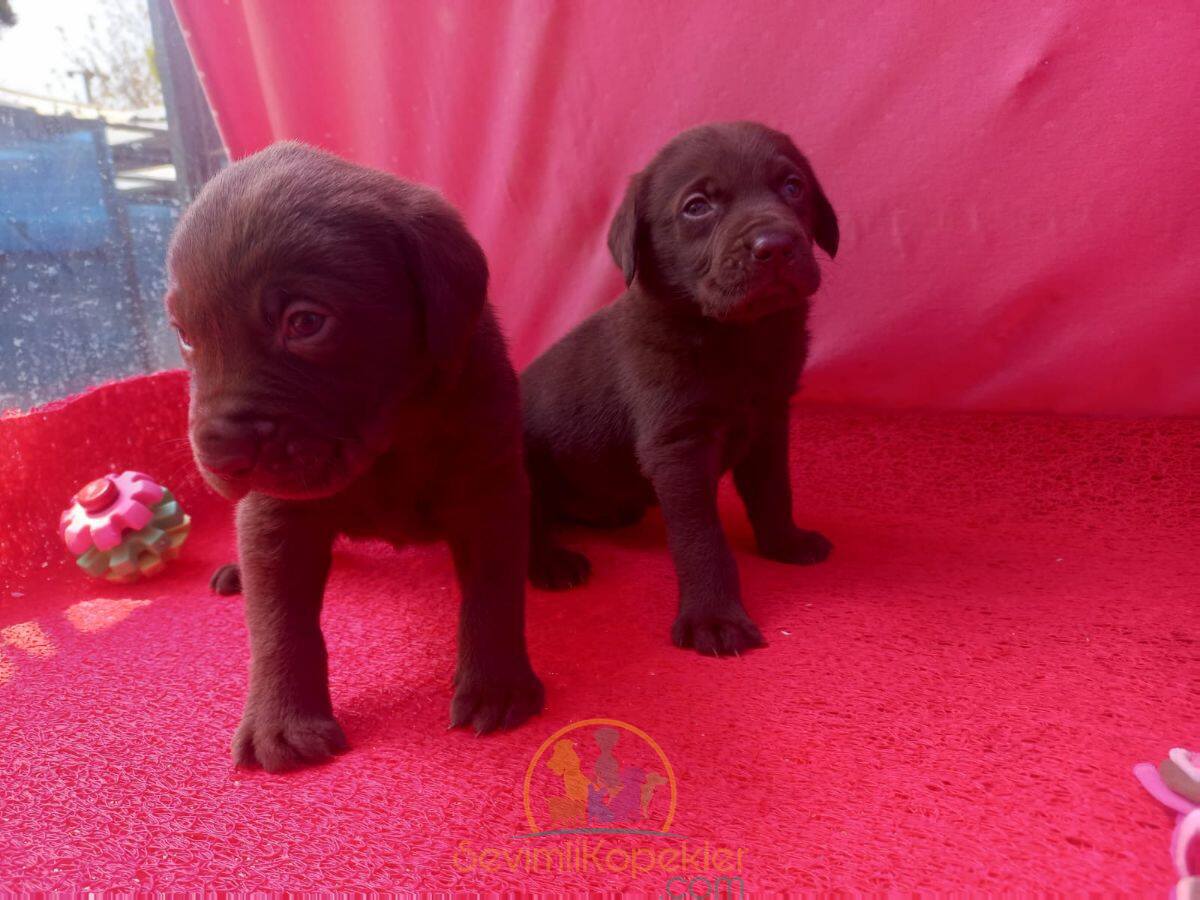 satılık Labrador dördüncü fotoğrafı