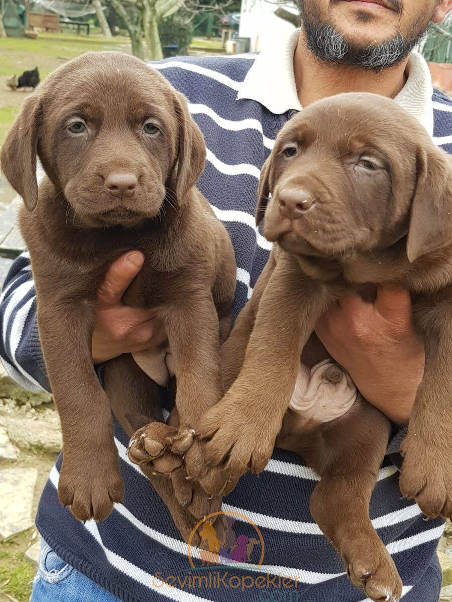 satılık Labrador beşinci fotoğrafı