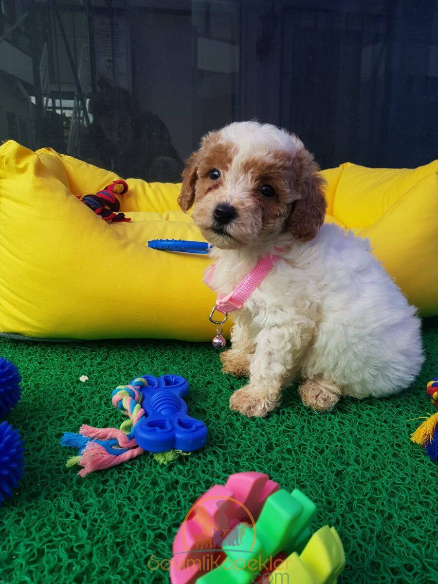 satılık-Maltipoo-1