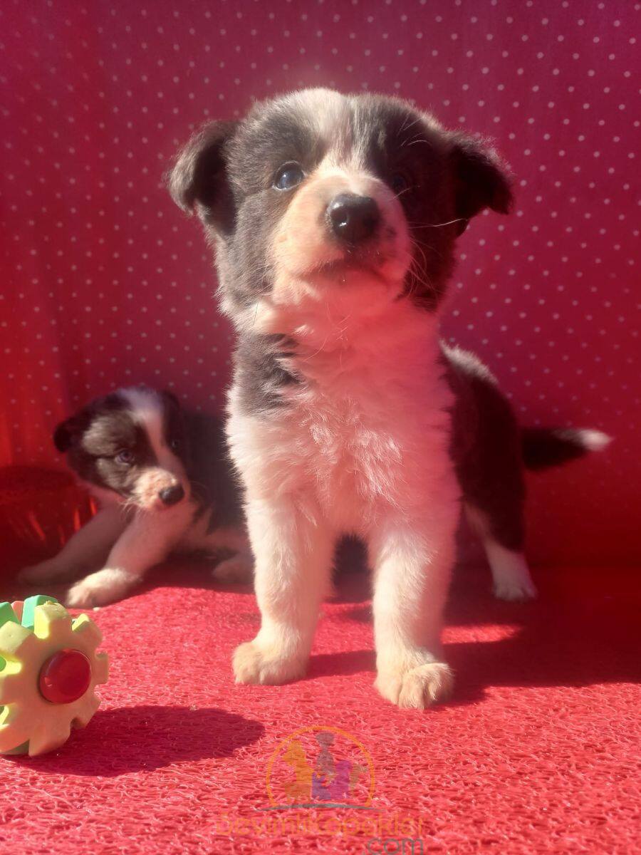 satılık Border Collie ikinci fotoğrafı