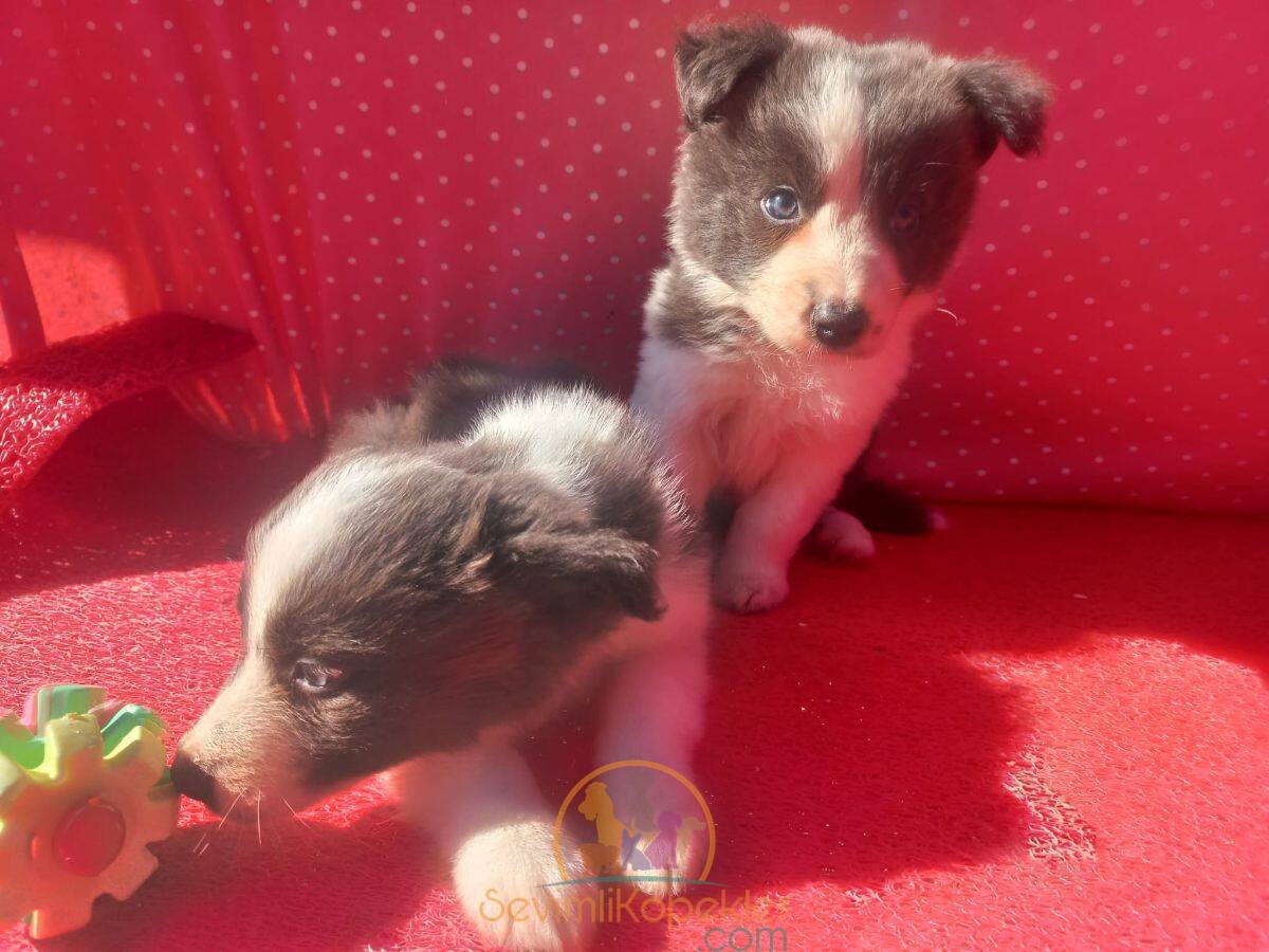 satılık Border Collie üçüncü fotoğrafı