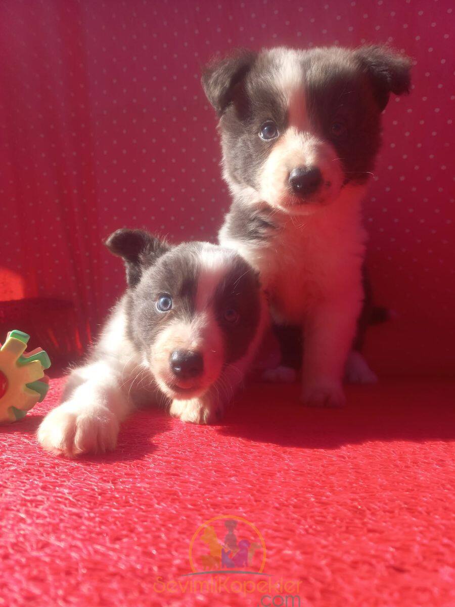 satılık Border Collie dördüncü fotoğrafı