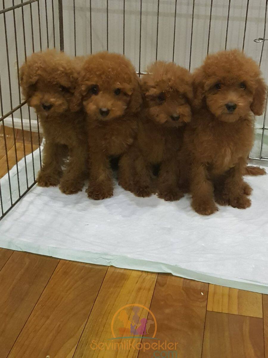 satılık Poodle Toy üçüncü fotoğrafı