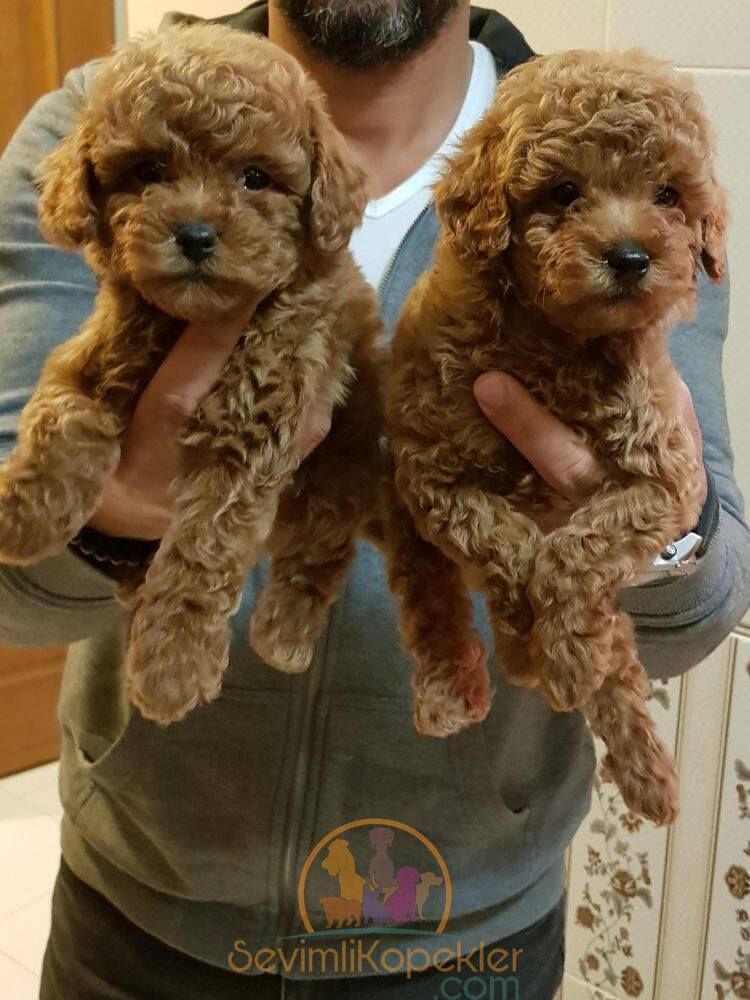 satılık Poodle Toy beşinci fotoğrafı