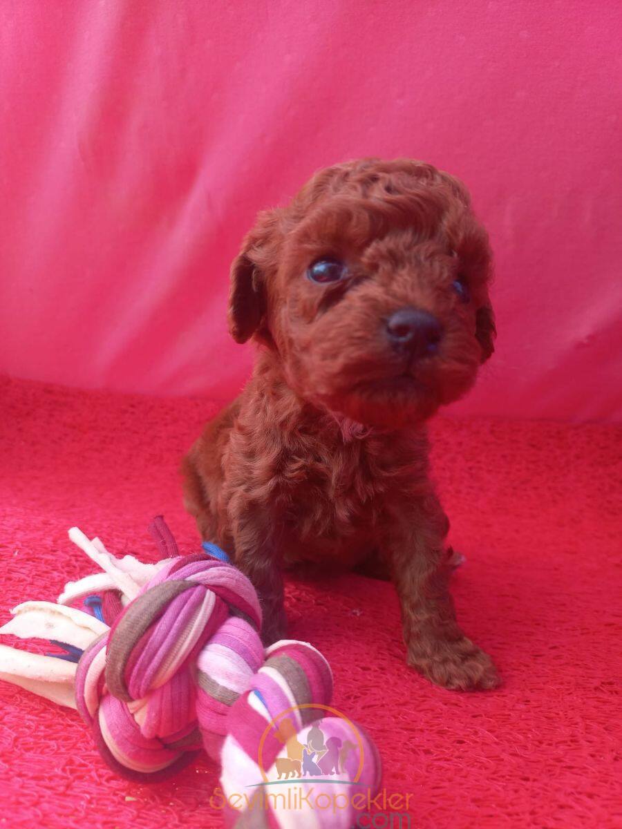 satılık Poodle Toy dördüncü fotoğrafı