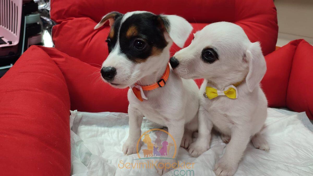 satılık Jack Russell üçüncü fotoğrafı