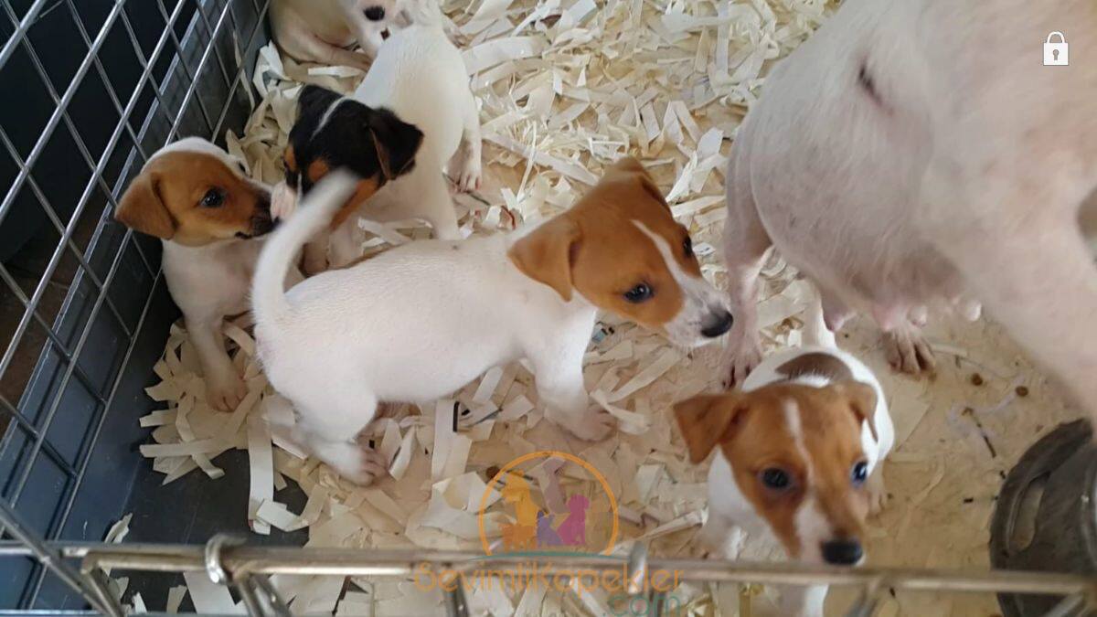 satılık Jack Russell beşinci fotoğrafı