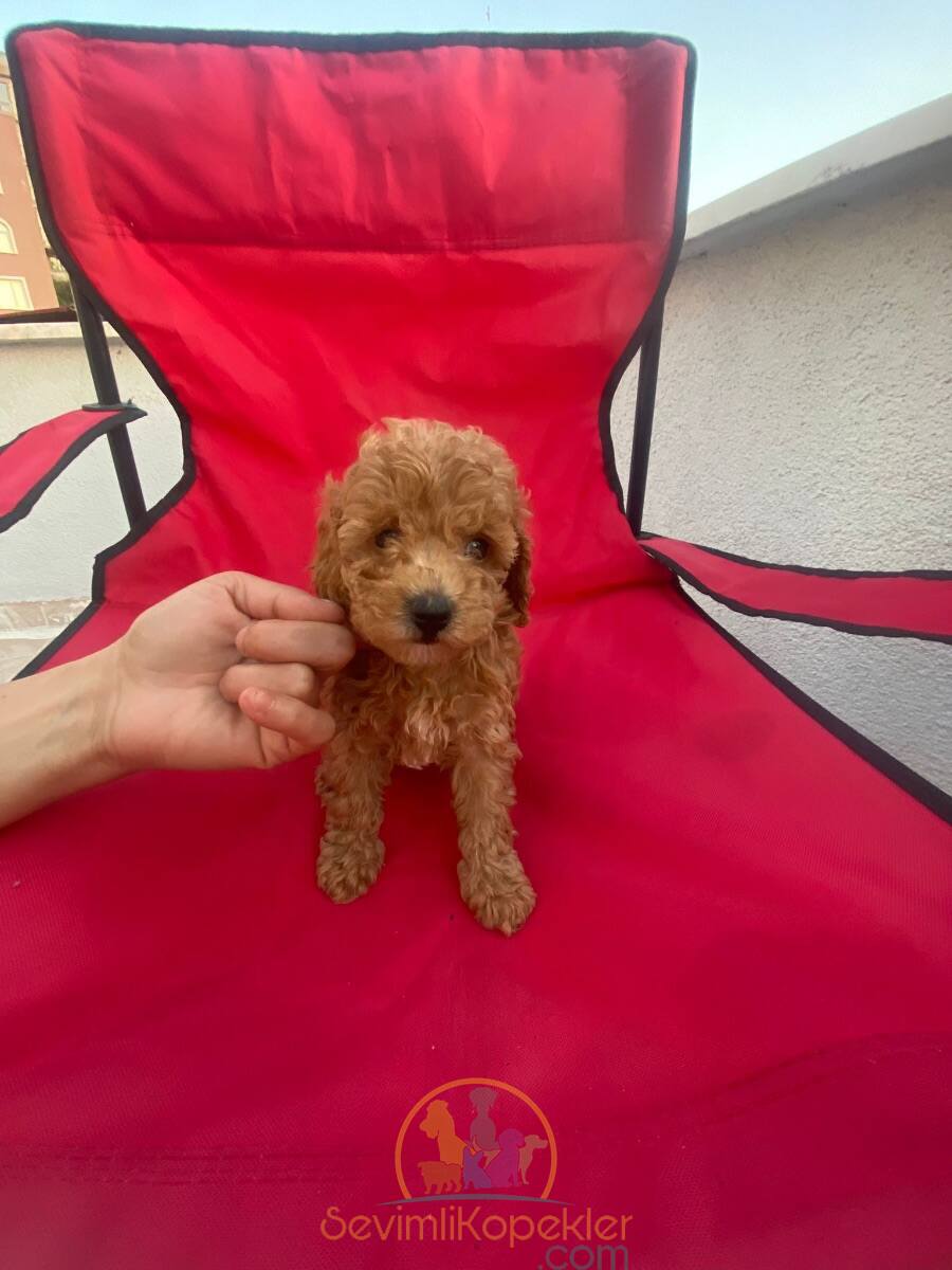 satılık Poodle Toy dördüncü fotoğrafı