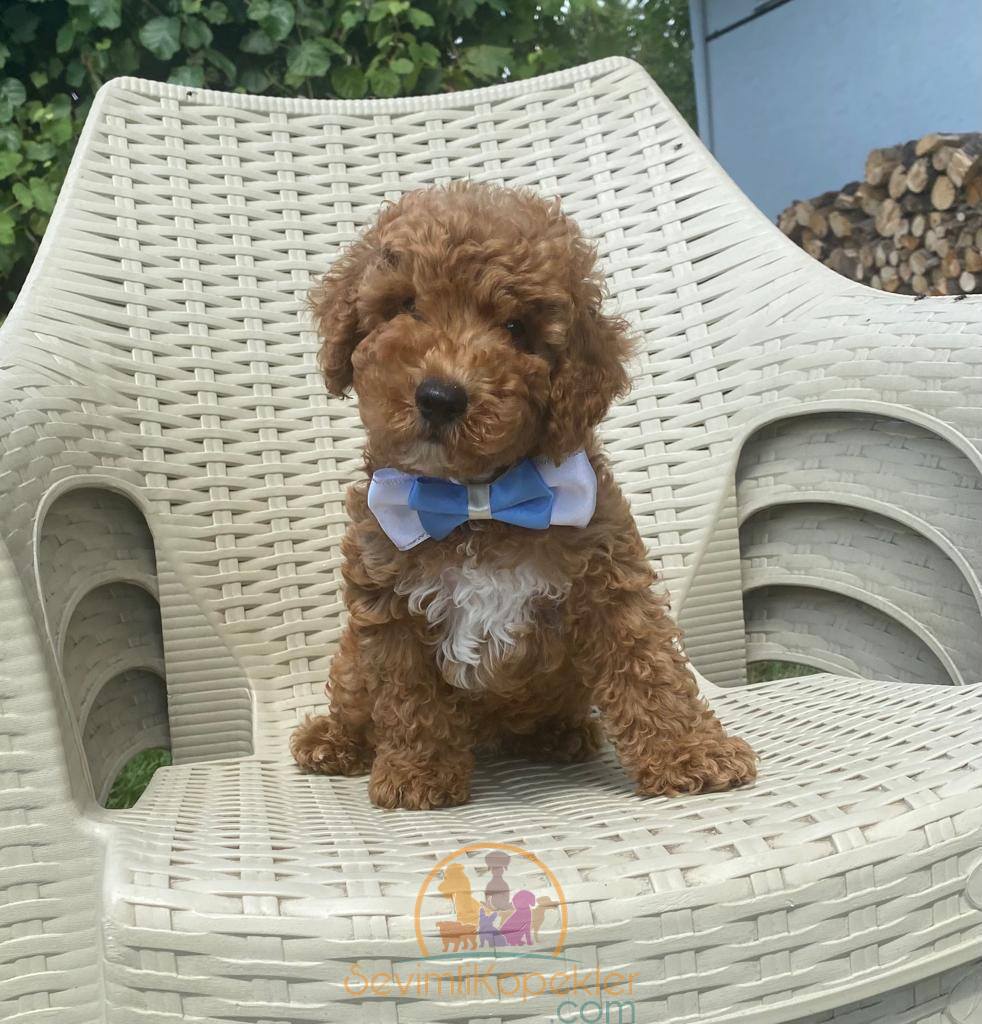 satılık Poodle Toy fiyatı