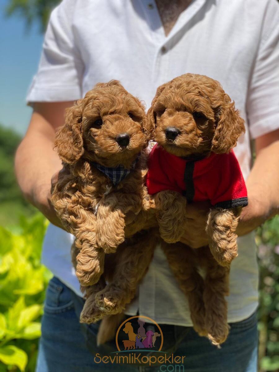 satılık Poodle Toy fiyatı