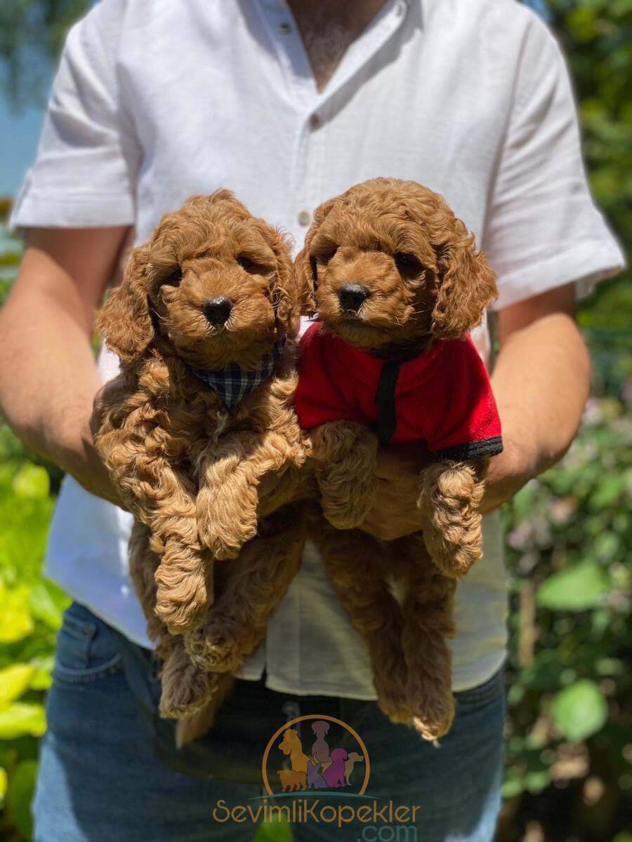 satılık Poodle Toy üçüncü fotoğrafı