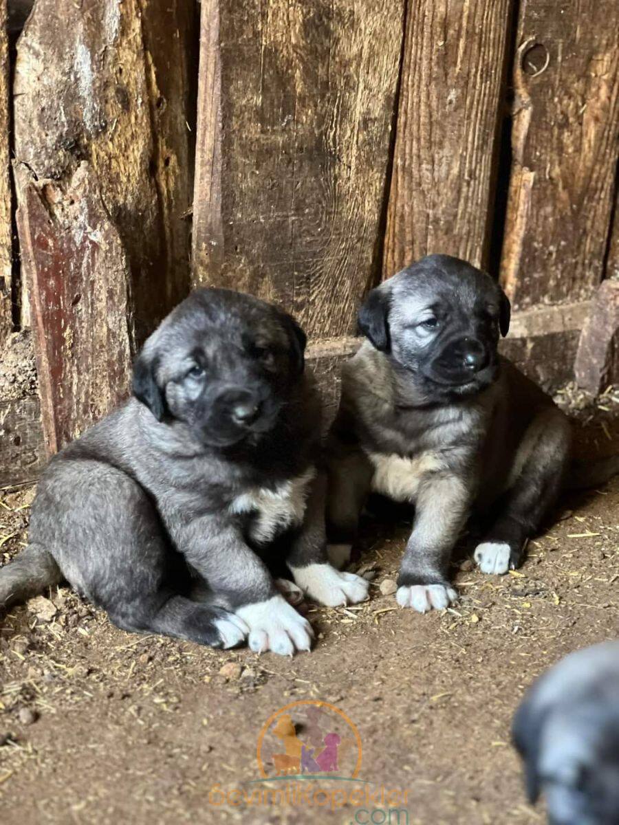 satılık Kangal ikinci fotoğrafı