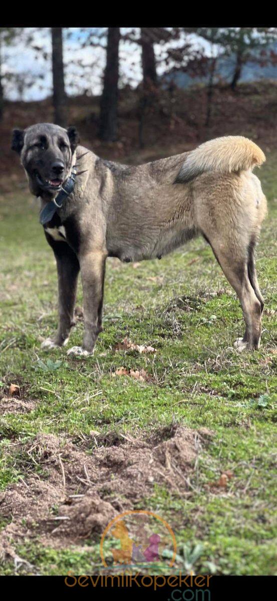 satılık Kangal beşinci fotoğrafı