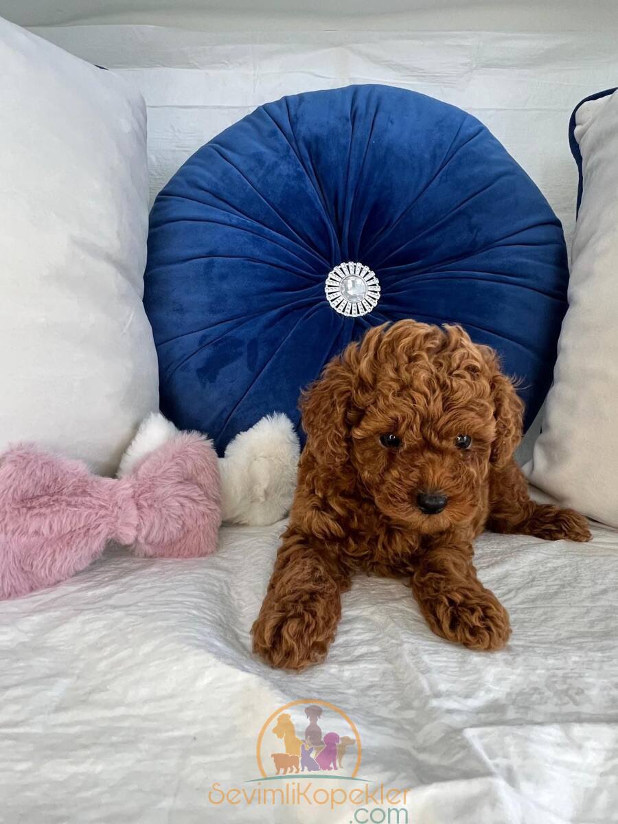 satılık Poodle Toy ikinci fotoğrafı