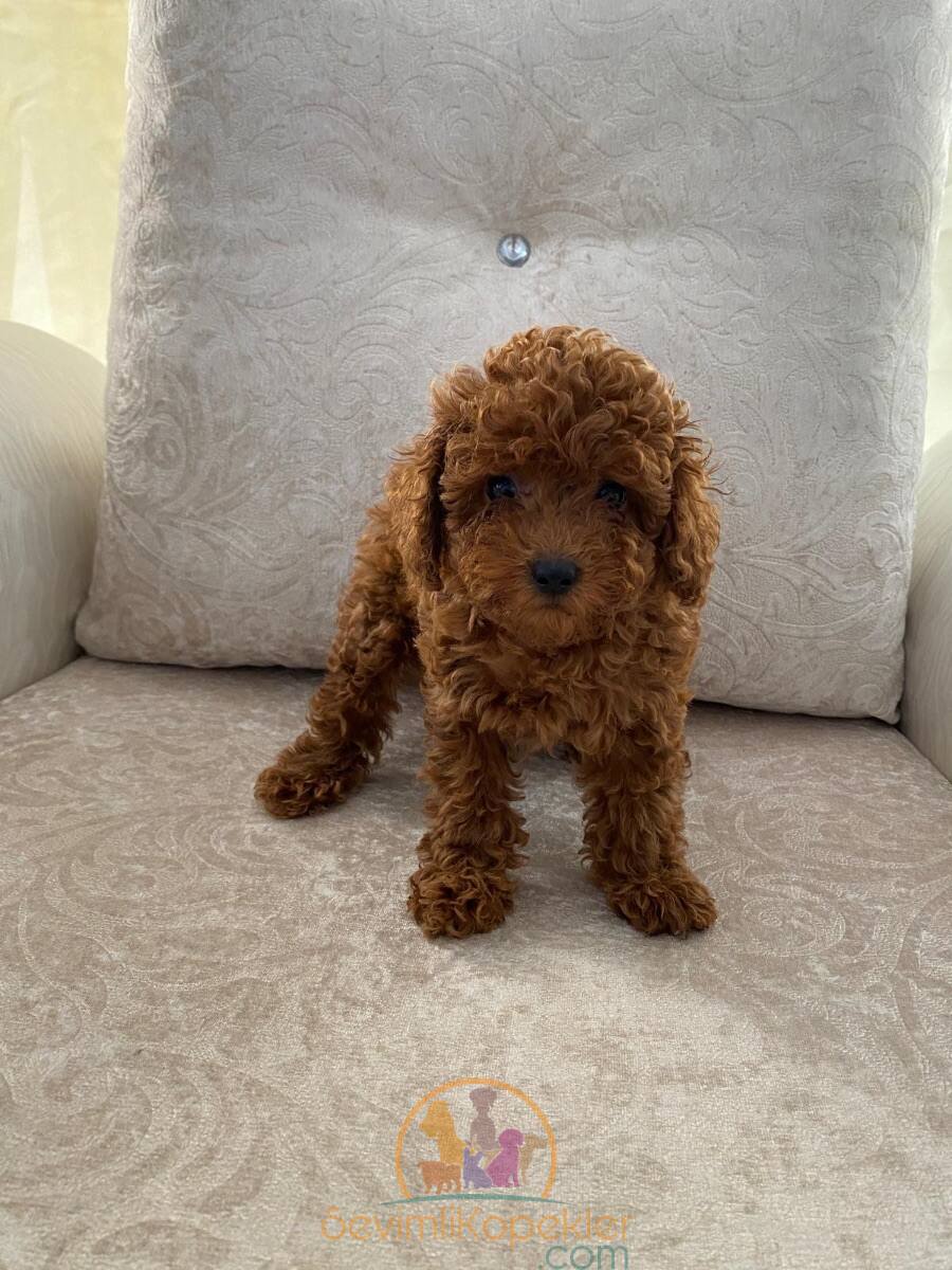 satılık Poodle Toy üçüncü fotoğrafı