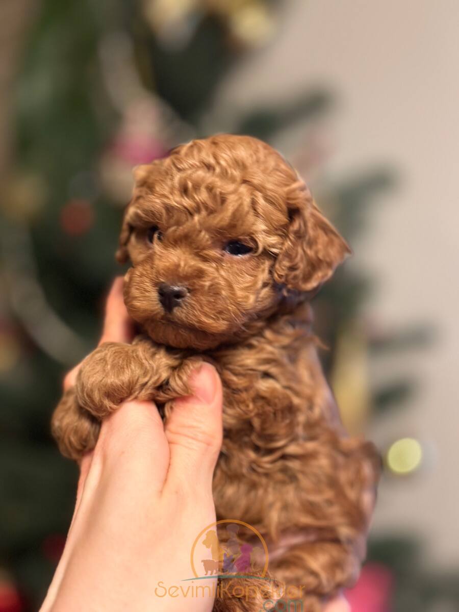 satılık Poodle Toy ikinci fotoğrafı