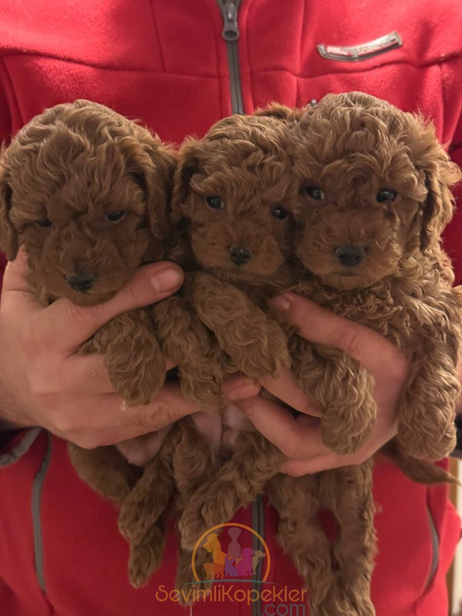 satılık Poodle Toy dördüncü fotoğrafı