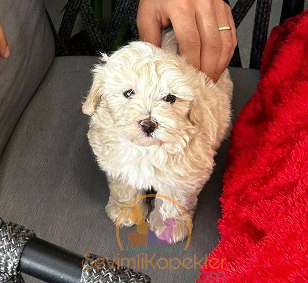 satılık Maltipoo fiyatı