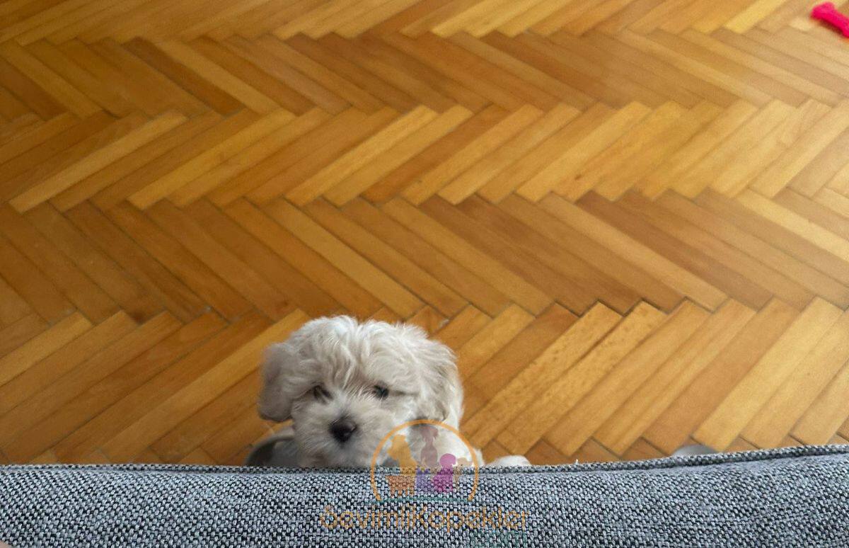 satılık Maltipoo dördüncü fotoğrafı