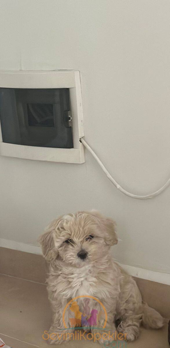 satılık Maltipoo beşinci fotoğrafı