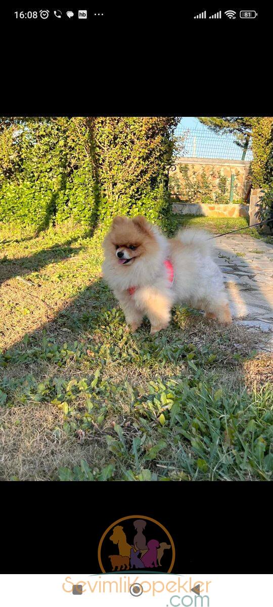 satılık Pomeranian ikinci fotoğrafı