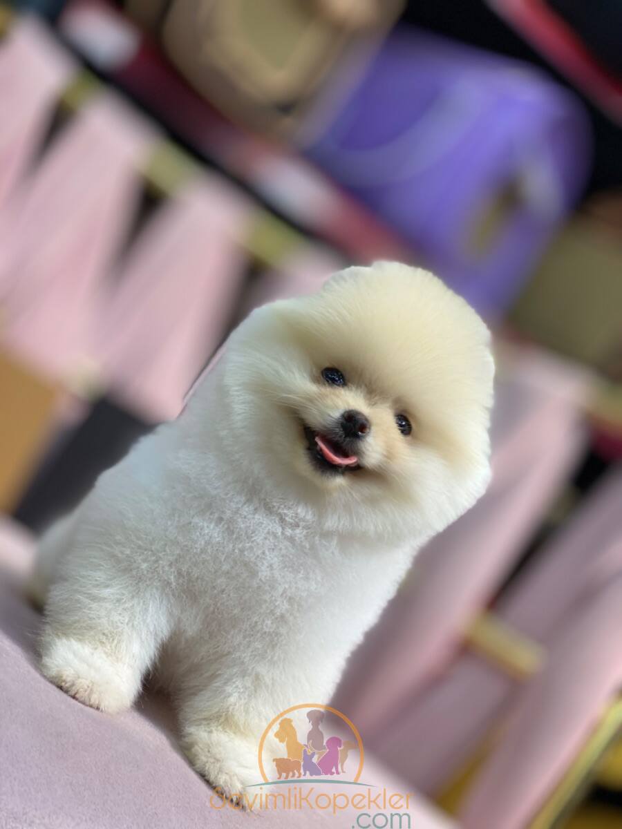 satılık Pomeranian ikinci fotoğrafı