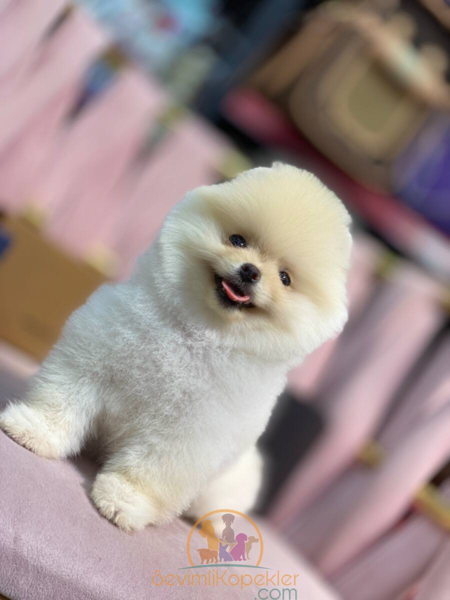 satılık Pomeranian üçüncü fotoğrafı