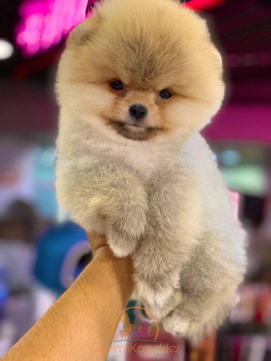 satılık Pomeranian ikinci fotoğrafı