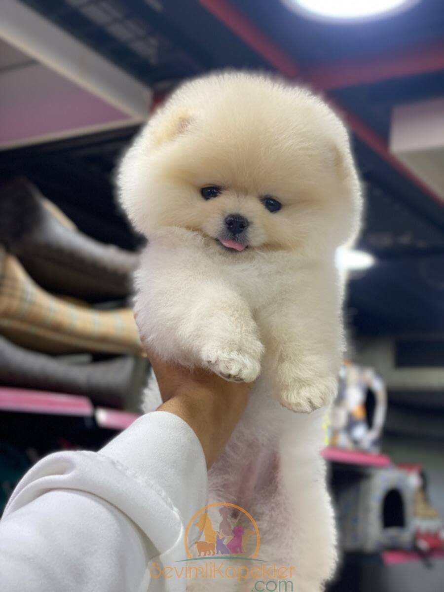 satılık Pomeranian üçüncü fotoğrafı