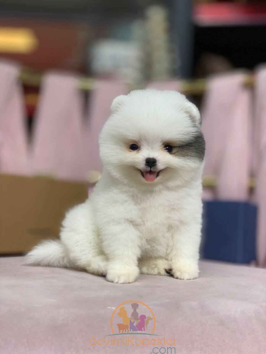 satılık Pomeranian üçüncü fotoğrafı