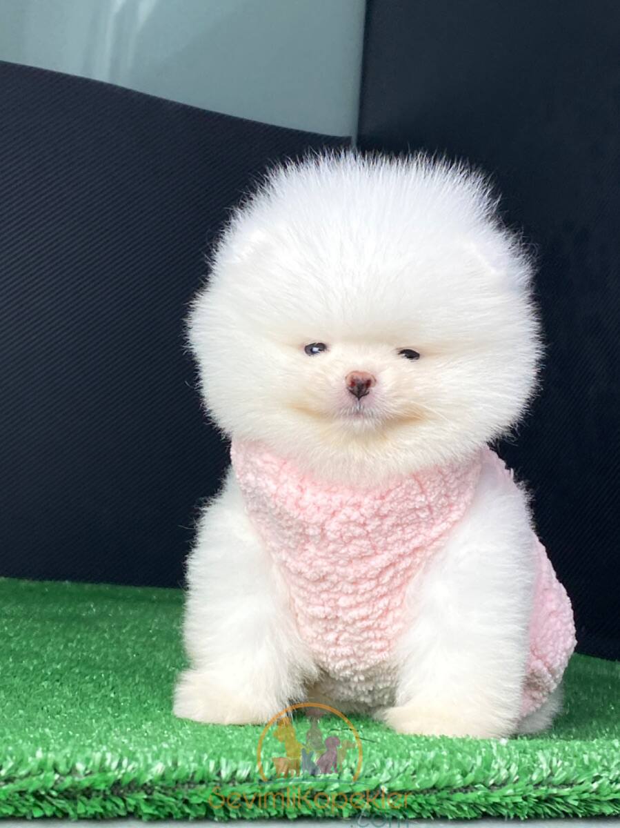 satılık Pomeranian ikinci fotoğrafı