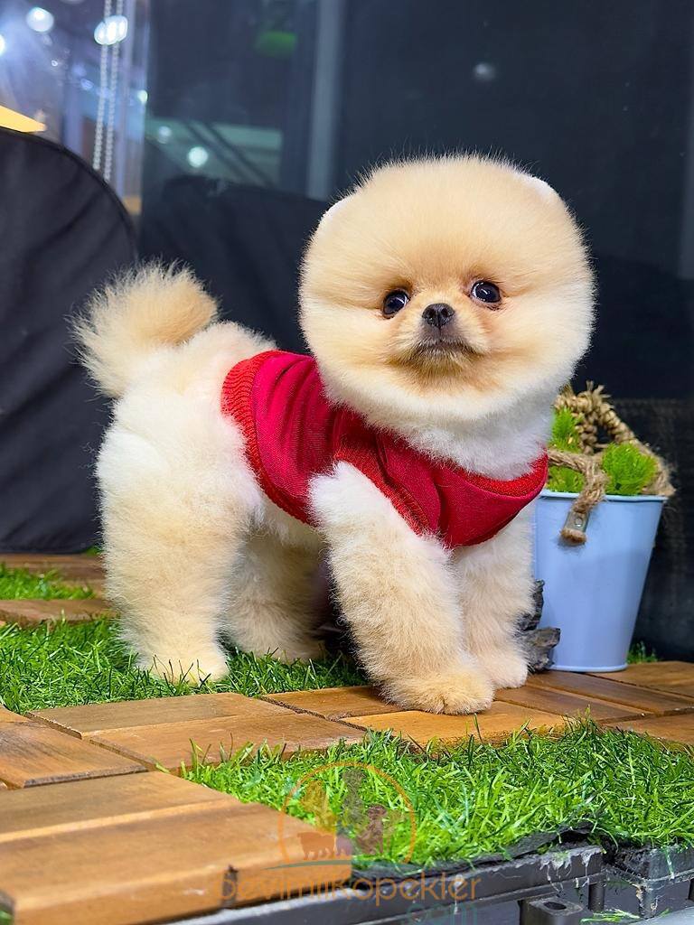 satılık Pomeranian üçüncü fotoğrafı