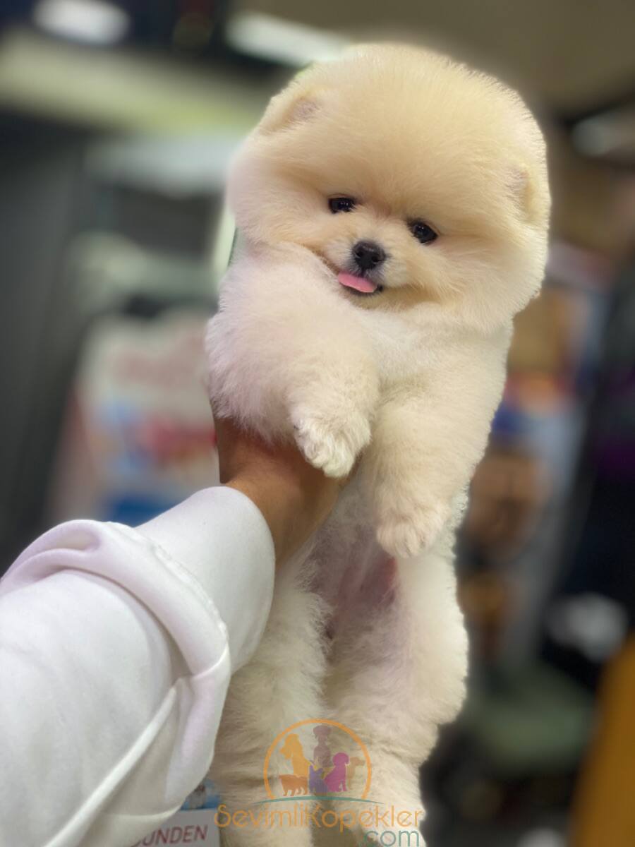 satılık Pomeranian ikinci fotoğrafı