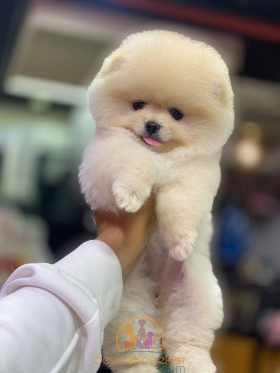 satılık Pomeranian üçüncü fotoğrafı