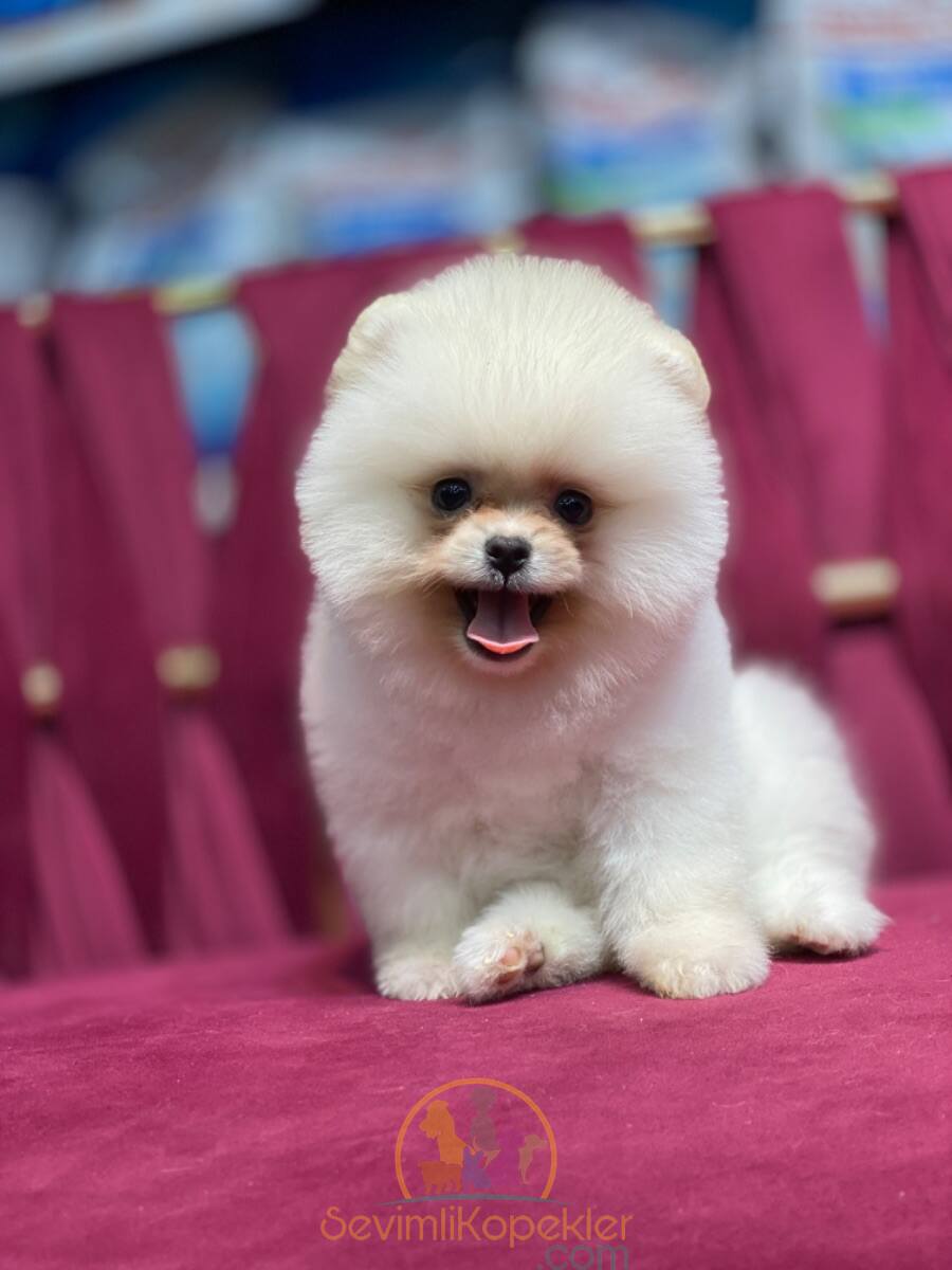 satılık Pomeranian üçüncü fotoğrafı